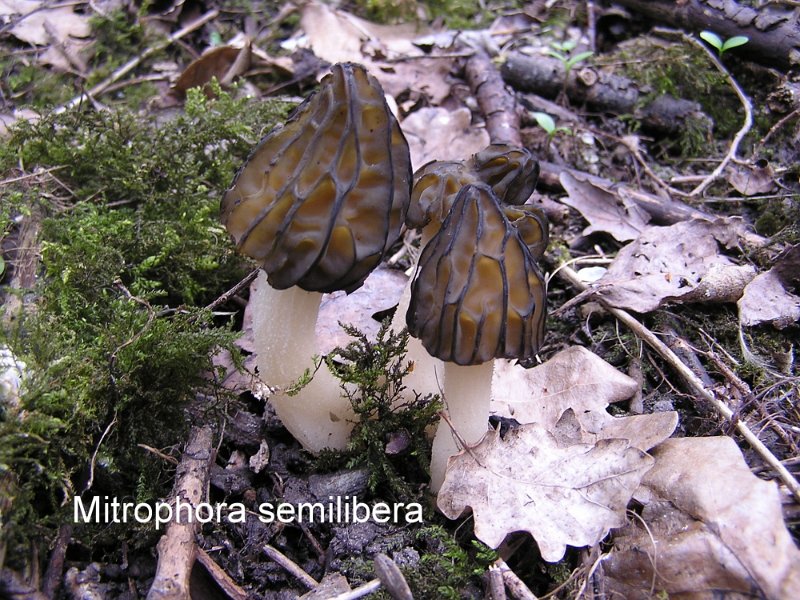 Morchella semilibera-amf1298.jpg - Morchella semilibera ; Syn1: Mitrophora hybrida ; Syn2: Mitrophora semilibera ; Nom français: Morillon